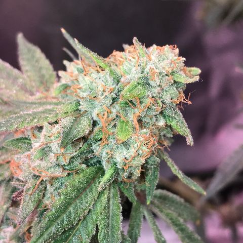 Step Child p1/c4 growlog timeline photo