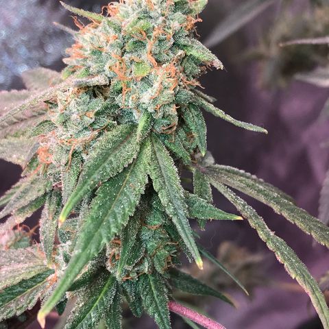 Step Child p1/c4 growlog timeline photo