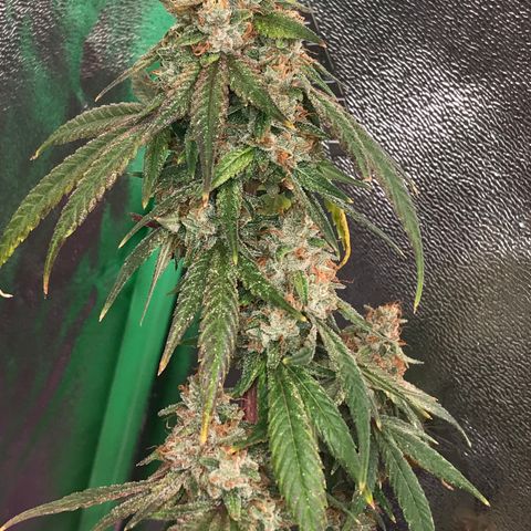 Step Child p1/c4 growlog timeline photo
