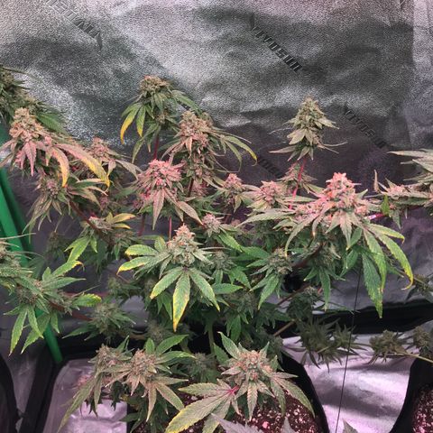 Step Child p1/c4 growlog timeline photo