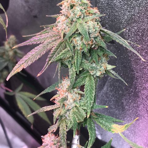 Step Child p1/c4 growlog timeline photo