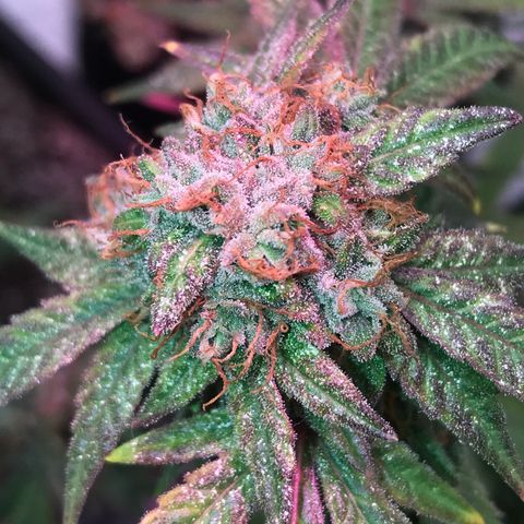 Step Child p1/c4 growlog timeline photo