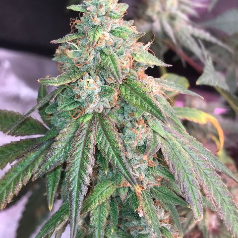 Step Child p1/c4 growlog timeline photo