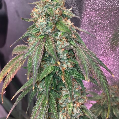 Step Child p1/c4 growlog timeline photo