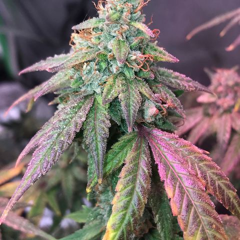 Step Child p1/c4 growlog timeline photo