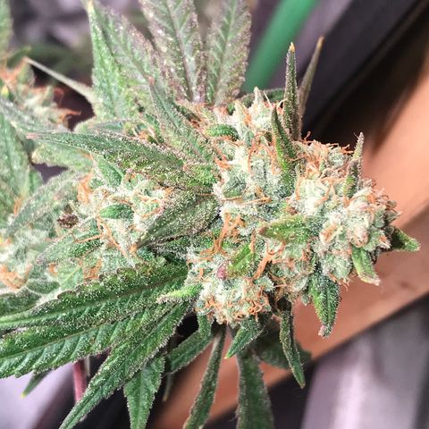 Step Child p1/c4 growlog timeline photo
