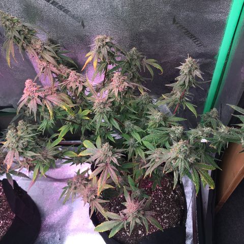 Step Child p1/c4 growlog timeline photo