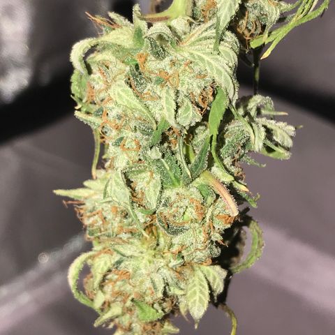 Step Child p1/c4 growlog timeline photo