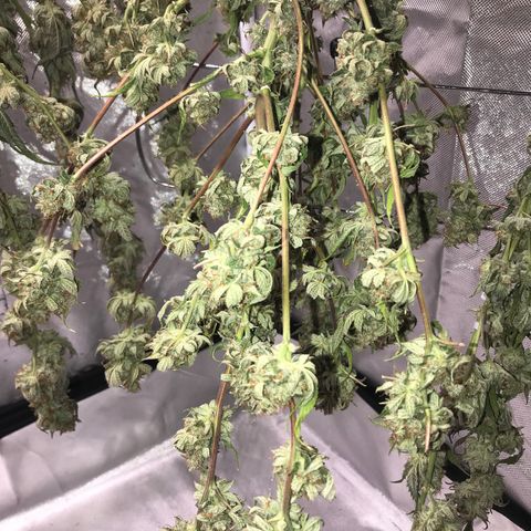 Step Child p1/c4 growlog timeline photo