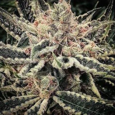 Sãmo 78 #1 growlog timeline photo