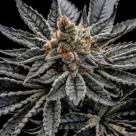 Sãmo 78 #1 growlog timeline photo