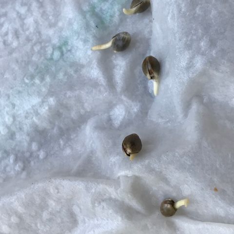 Sãmo 78 #1 growlog timeline photo