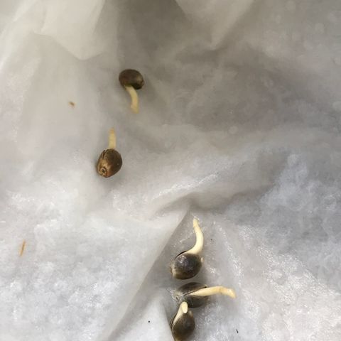 Sãmo 78 #1 growlog timeline photo