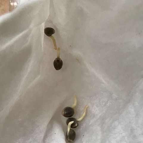 Sãmo 78 #1 growlog timeline photo