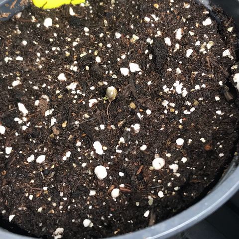 Sãmo 78 #1 growlog timeline photo