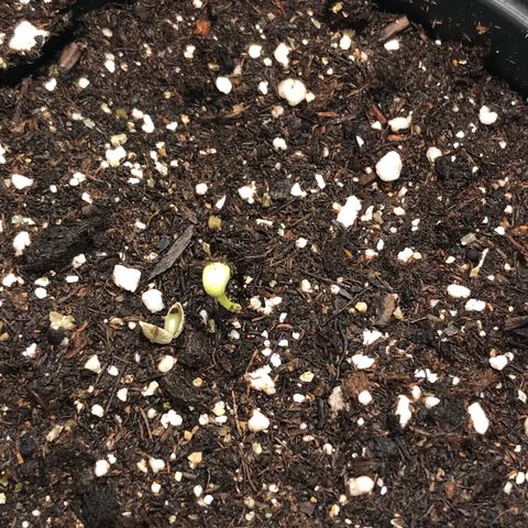 Sãmo 78 #1 growlog timeline photo
