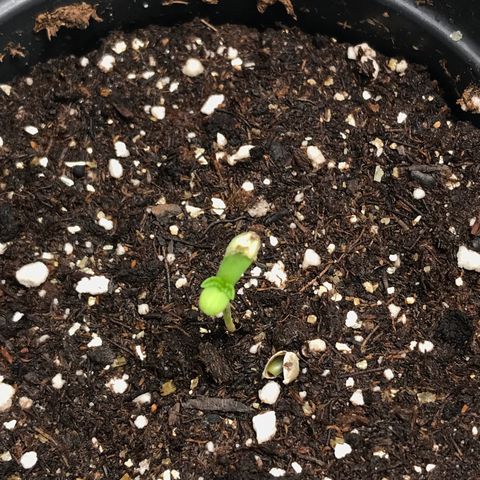 Sãmo 78 #1 growlog timeline photo
