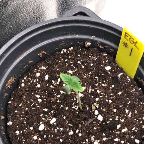 Sãmo 78 #1 growlog timeline photo