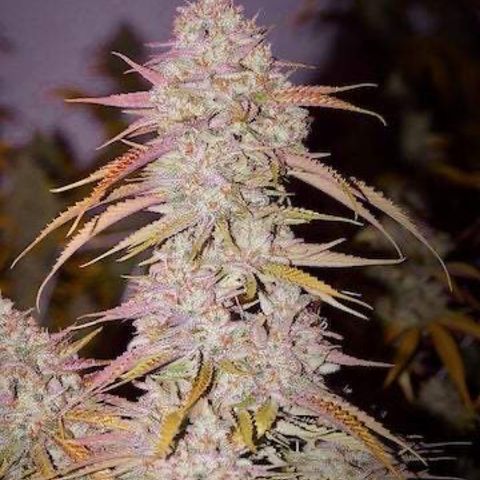 Sãmo 78 #1 growlog timeline photo