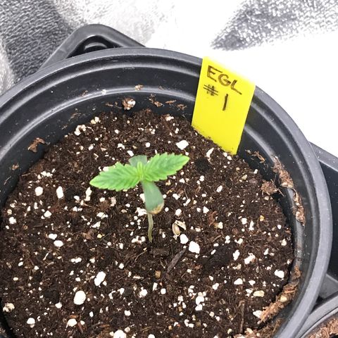 Sãmo 78 #1 growlog timeline photo