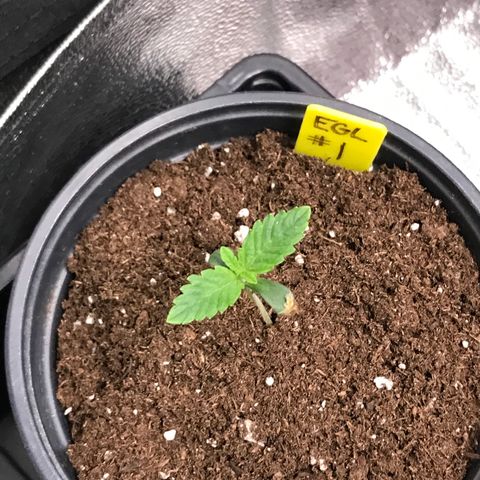 Sãmo 78 #1 growlog timeline photo