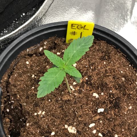 Sãmo 78 #1 growlog timeline photo