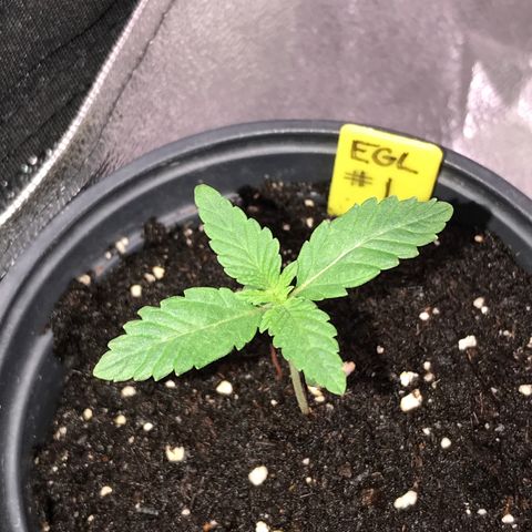 Sãmo 78 #1 growlog timeline photo