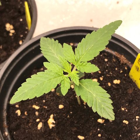 Sãmo 78 #1 growlog timeline photo