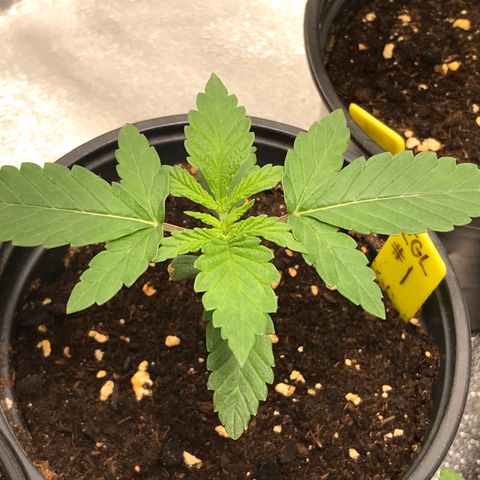Sãmo 78 #1 growlog timeline photo