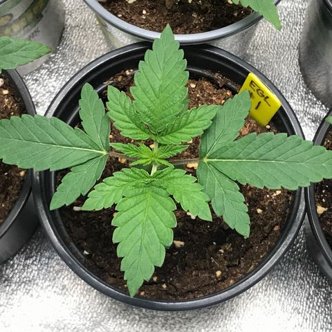 Sãmo 78 #1 growlog timeline photo