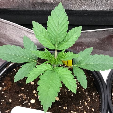 Sãmo 78 #1 growlog timeline photo