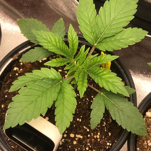 Sãmo 78 #1 growlog timeline photo