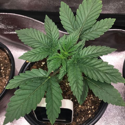 Sãmo 78 #1 growlog timeline photo