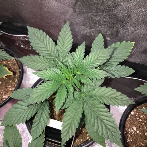 Sãmo 78 #1 growlog timeline photo