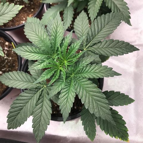 Sãmo 78 #1 growlog timeline photo
