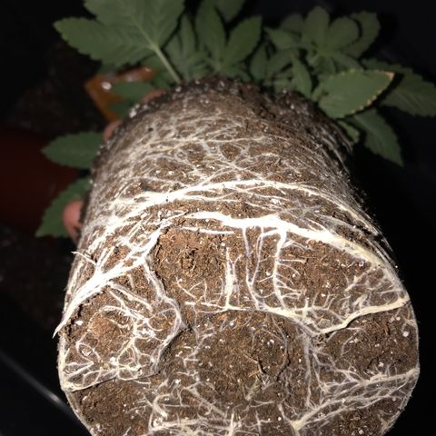 Sãmo 78 #1 growlog timeline photo