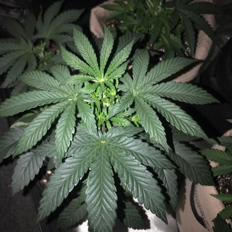 Sãmo 78 #1 growlog timeline photo