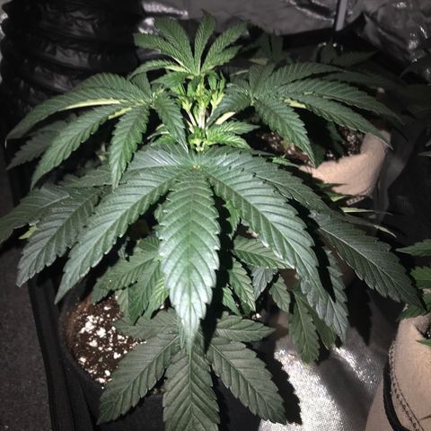 Sãmo 78 #1 growlog timeline photo