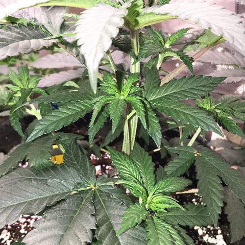 Sãmo 78 #1 growlog timeline photo