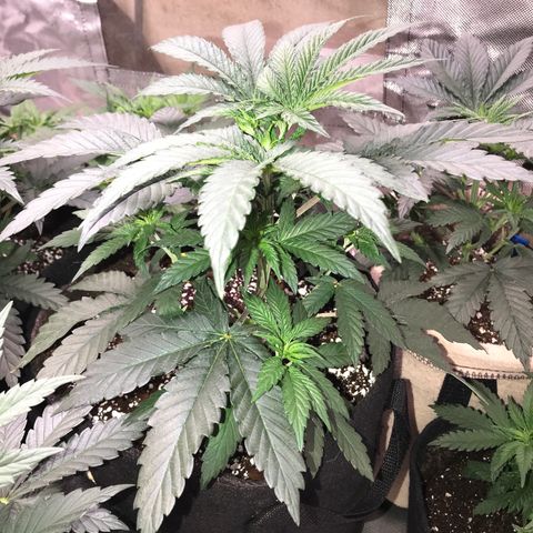 Sãmo 78 #1 growlog timeline photo
