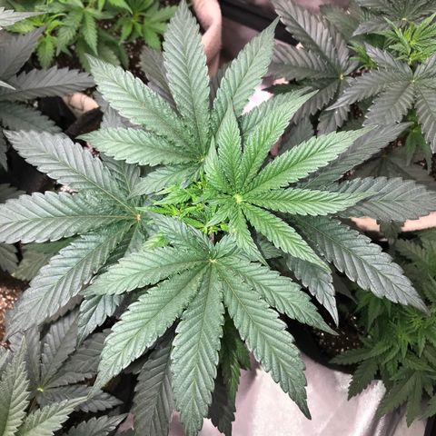 Sãmo 78 #1 growlog timeline photo