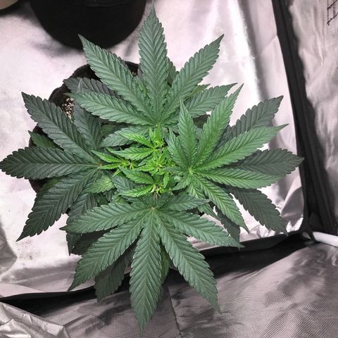 Sãmo 78 #1 growlog timeline photo