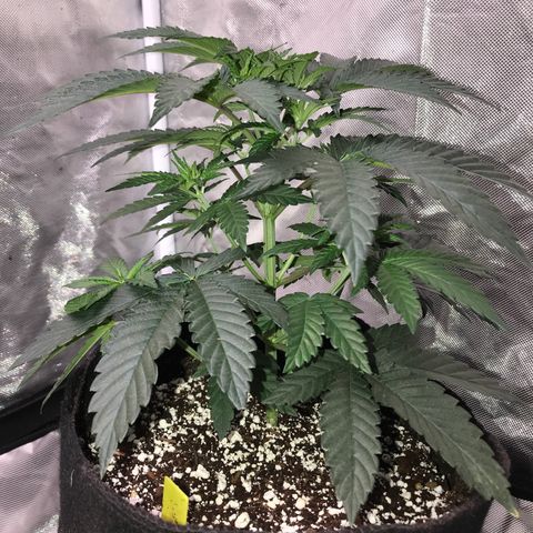Sãmo 78 #1 growlog timeline photo