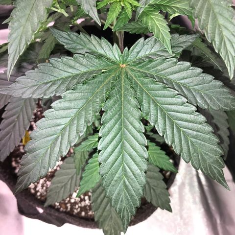 Sãmo 78 #1 growlog timeline photo