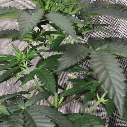 Sãmo 78 #1 growlog timeline photo
