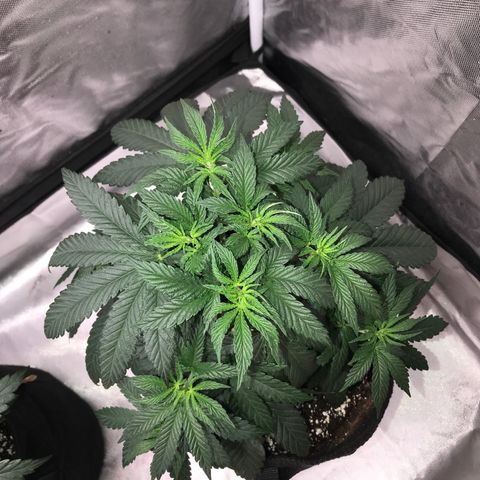 Sãmo 78 #1 growlog timeline photo