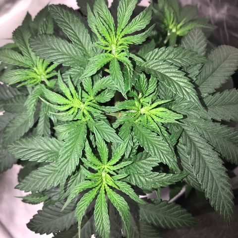Sãmo 78 #1 growlog timeline photo