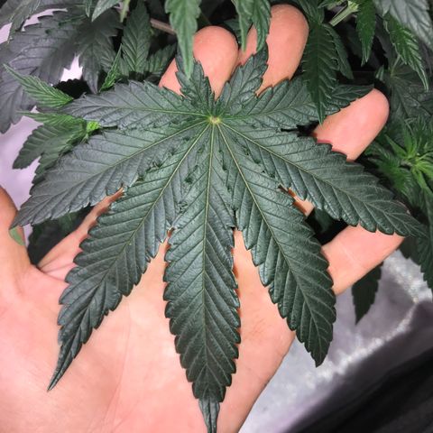 Sãmo 78 #1 growlog timeline photo