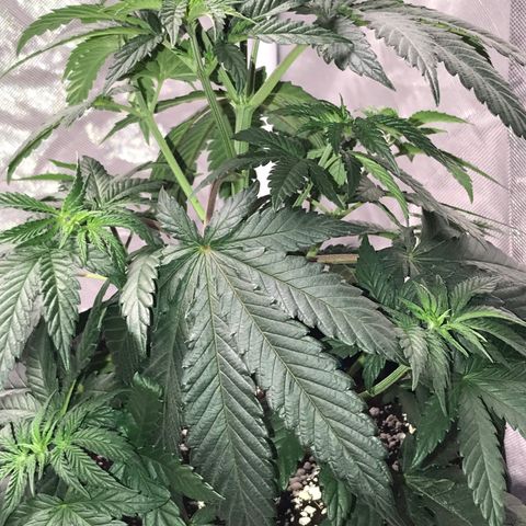 Sãmo 78 #1 growlog timeline photo