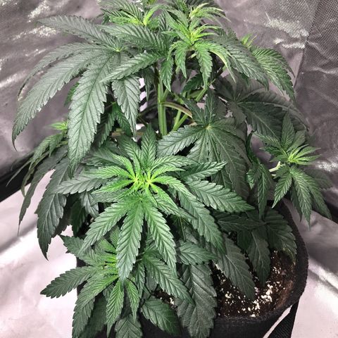 Sãmo 78 #1 growlog timeline photo